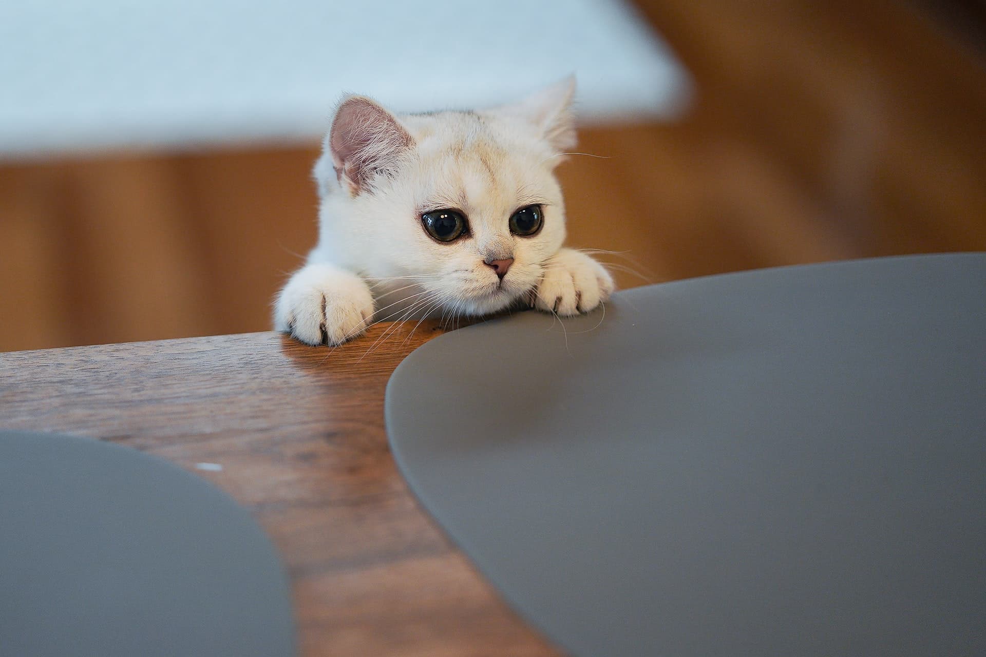 Quelles règles établir pour que bébé joue en toute sécurité avec un chaton ?